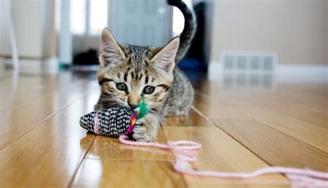 Tips For Playing With Your Cat Yummypets