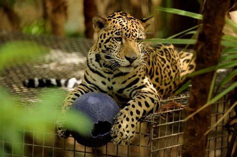 Remembering Junior Buddy The Jaguar