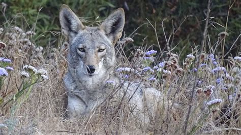 Coyotes City To Use Non Lethal Options For Now Humane Wildlife