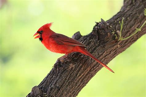 Northern Cardinal Singing 1 Photograph By Monica Donaldson Stewart