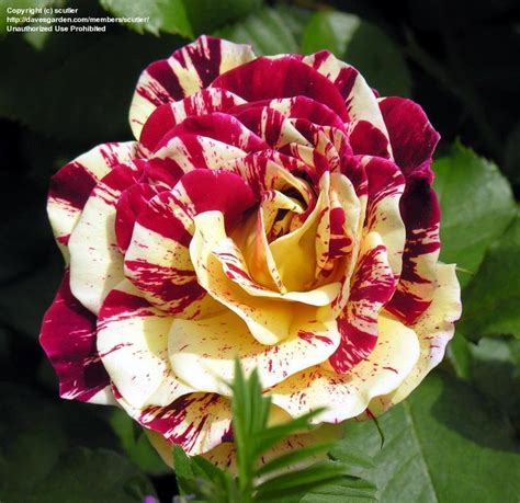 Plantfiles Pictures Floribunda Rose George Burns Rosa By Juliaq09020