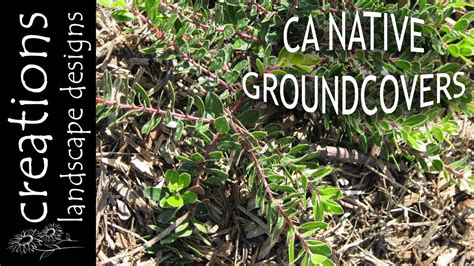 Top 3 California Native Plants For Groundcover Youtube