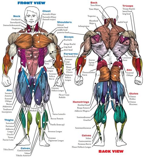 Complete Human Muscle Diagrams 2019 101 Diagrams