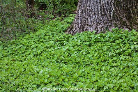Woodland Shady Groundcover Geum Fragarioides Appalachian Barren