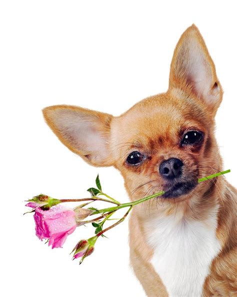 Cane Della Chihuahua Con La Rosa Isolata Su Fondo Bianco Immagine Stock Immagine Di Compleanno