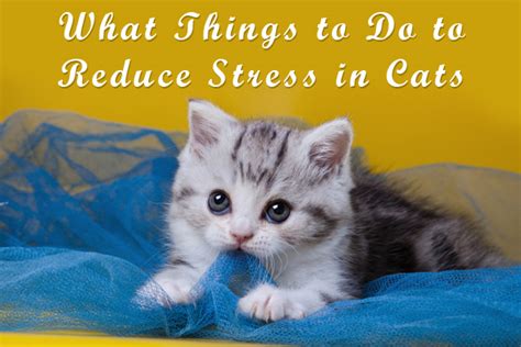 If your cat continues to pant, you should consult your vet. What Things to Do to Reduce Stress in Cats ...