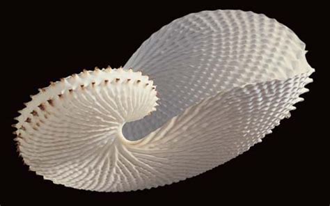 Paper Nautilus Egg Case Octopus And Squid Te Ara Encyclopedia Of