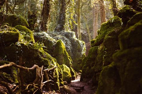 Mossy Rocks And Trees In The Woods With Sunlight Coming Through Them On