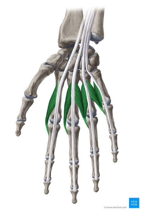 Lumbrical Muscles Of The Hand Anatomy And Pathology Kenhub