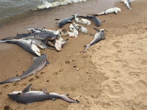60 Baby Sharks Found Dead On Beach Near Mobile Bay Alabama Strange
