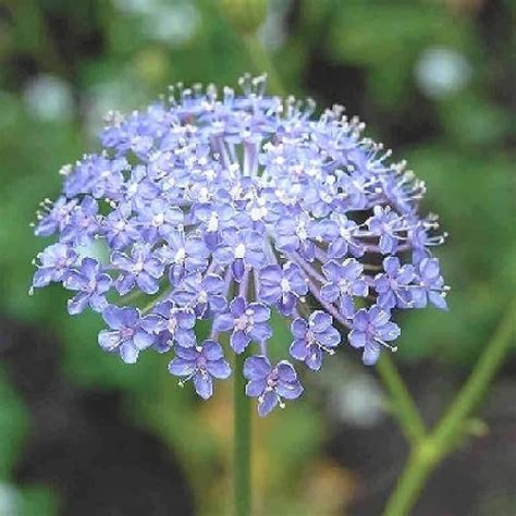 Blue Lace Flower Seeds 200 Seeds Didiscus Caeruleus