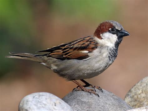 Sparrow Wallpapers Lovely Sparrow 18939