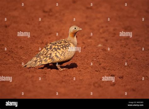 Black Bellied Sandgrouse Male On The Floor Pterocles Orientalis Stock