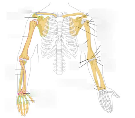 Huesos Extremidad Superior Diagram Quizlet