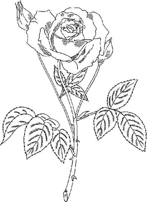 Rose With Thorn Coloring Page Download And Print Online Coloring Pages