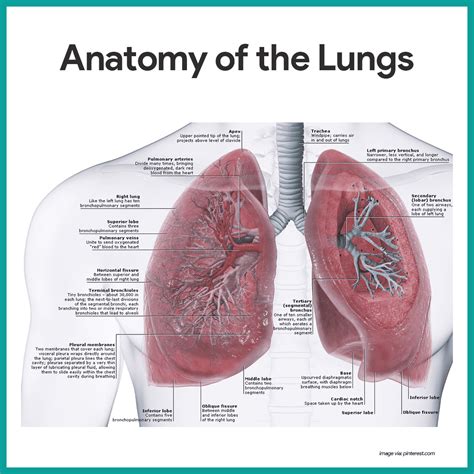 Respiratory System Anatomy And Physiology Respiratory System Anatomy