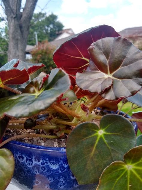 Propagating Begonia Erythrophylla Beefsteak Sucs For You