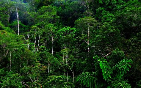Джунгли тропики лес обои для рабочего стола картинки фото 1920x1200