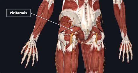 Piriformis Muscle Origin And Insertion