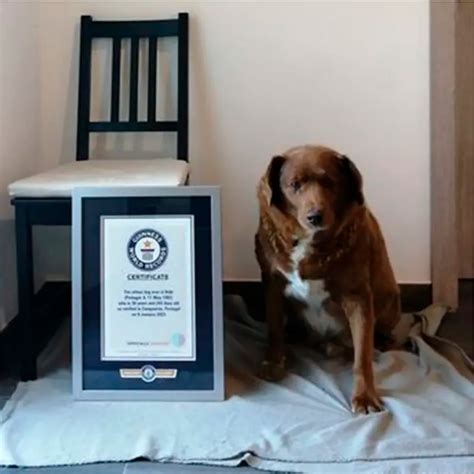 Un Perro Con 30 Años Fue Reconocido Como El Más Viejo Del Mundo Por El Record Guiness Infobae