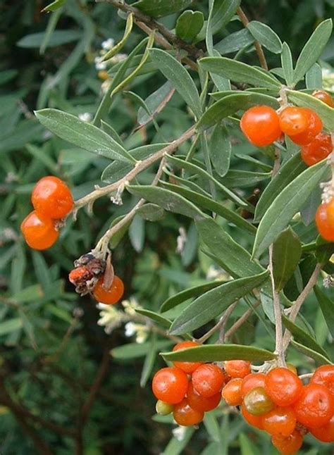 7 Most Poisonous Berries With Photos And Descriptions Caloriebee
