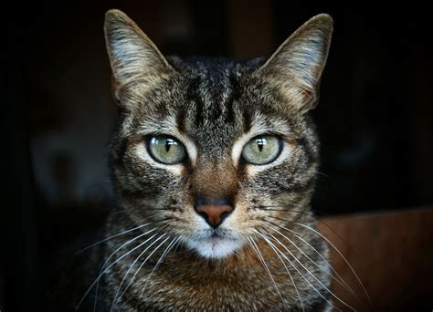 Maybe you would like to learn more about one of these? Tabby Cats' History, Origin, Folklore, and Markings