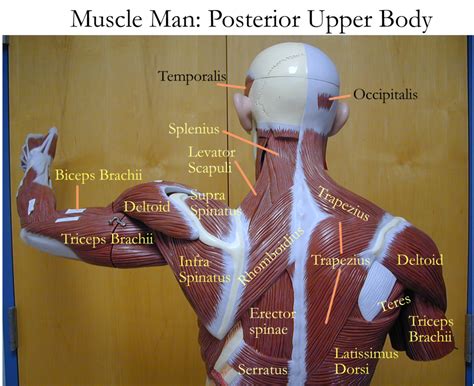 Muscles Of The Torso Posterior Images Of Torso Muscle