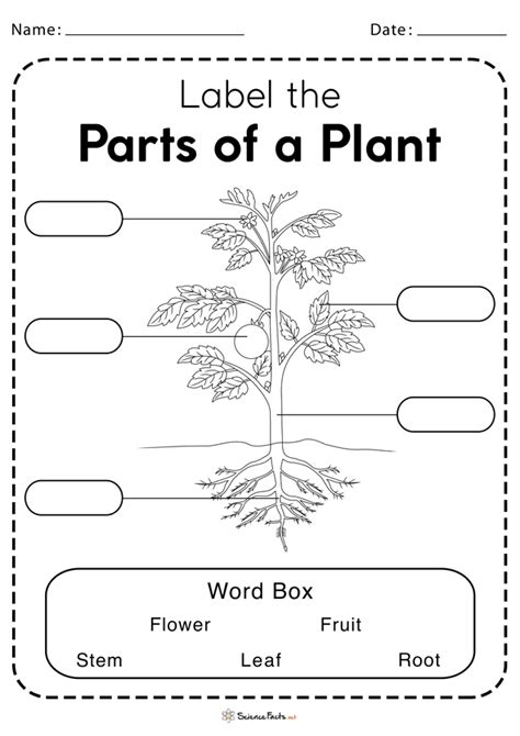plant parts worksheets worksheets