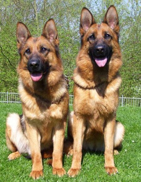 How old do the dogs in your lines tend to live? How Much Do German Shepherds Usually Cost? | German ...