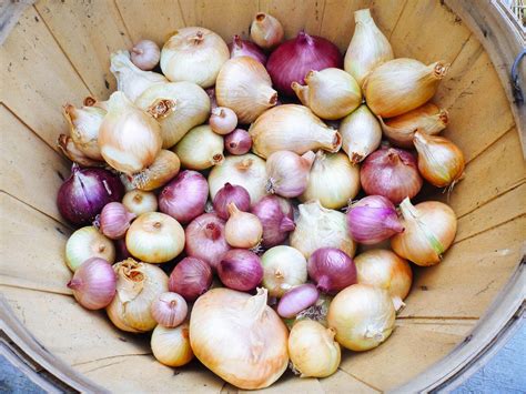 7 Secrets To Harvesting Curing And Storing Onions Harvest Onions