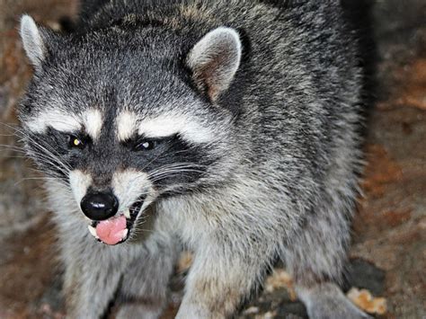 maine woman drowns a rabid raccoon becomes an overnight sensation