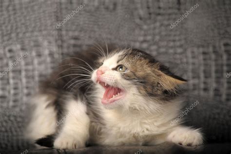 Hissing Cat Face Stock Photo By ©evdoha 7855900