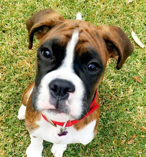 Boxer Dog Funny Face Momments Follow Us To See More Boxer Dogs
