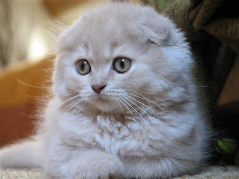 8 Things You Didnt Know About Scottish Folds Quiz