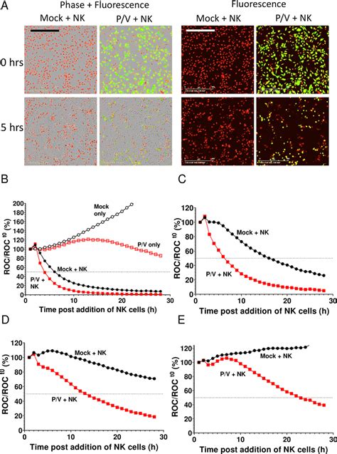 Real Time Assay For Pm21 Nk Cell Killing Of Pv Virus Infected Lung