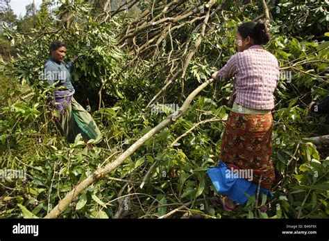 Two Women Engaged In Deforestation For Land Use A Major Contributor To