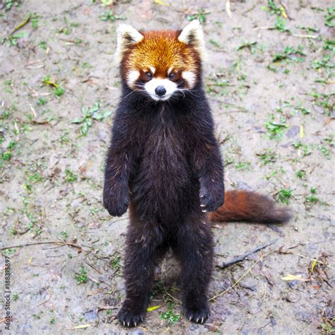 Red Panda Red Panda Stands On Its Hind Legsred Panda Closeup Foto De
