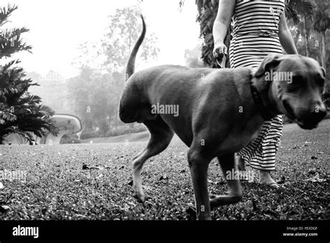 Bajo La Sección De Mujer Con Perro Caminando En El Parque Fotografía De Stock Alamy