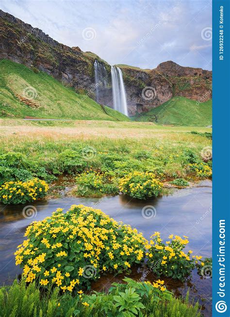 Seljalandsfoss Beautiful Waterfall In Iceland Stock Photo Image Of