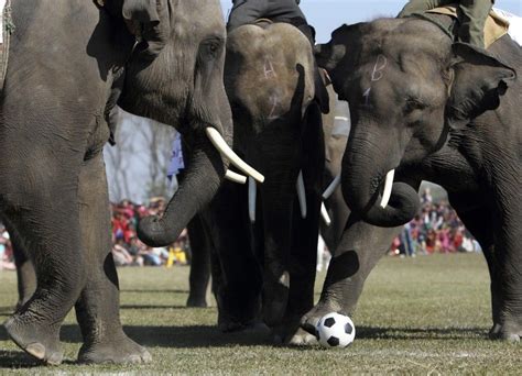 Elephants Play Soccer In Nepal Photos