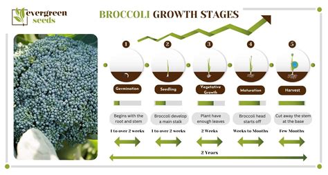 Broccoli Plant Growing Stages Life Cycle Explained By Experts