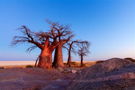 kubu island baobab trees hougaard malan diverse landscape landscape south african adventures