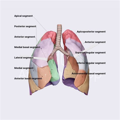 Bronchopulmonary Segments Lungs Thorax Anatomyapp Learn