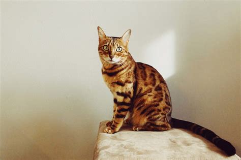 Bengal Cats Unique Beautiful And Enchanting Catsinfo