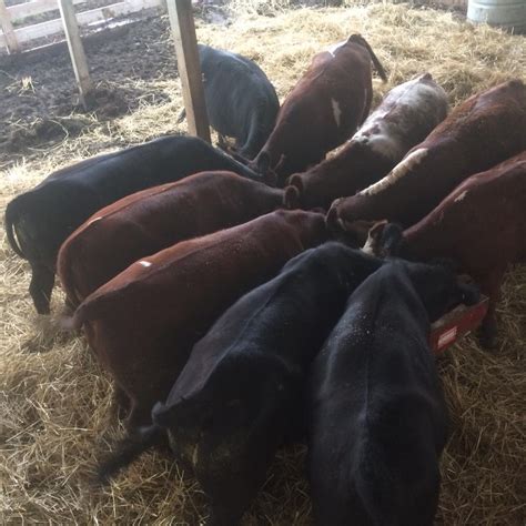 Fat Calves Enjoying Their Grain Ford Farms Inc