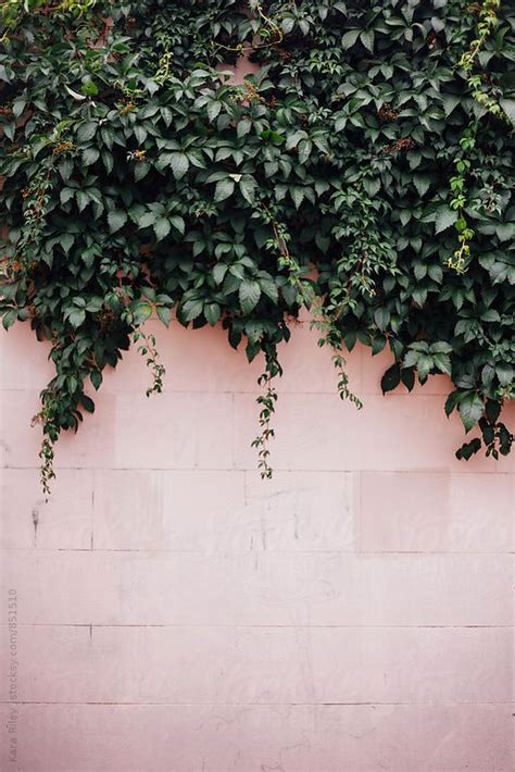 Ivy On Pink Wall By Kara Riley Flowers Photography Wallpaper Flower