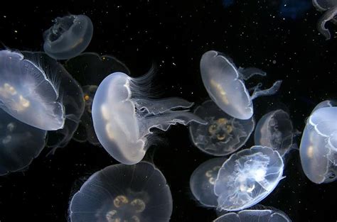 Jellyfish Under Water Sea Ocean 4k Wallpaper Zoom Background Pikist