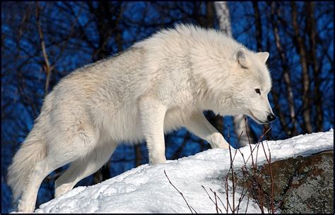 The Arctic Wolf Interesting Facts And Photographs The