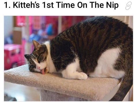 14 Funny Af Pics Of Cats Tripping Out On Catnip Funny Cat Memes Cats