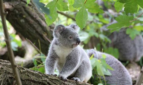 Những Sự Thật Thú Vị Về Gấu Koala